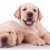 2 · 愛らしい · ラブラドル·レトリーバー犬 · 子犬 · 1 - ストックフォト © feedough