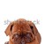 tímido · cachorro · francês · mastim · olhando - foto stock © feedough