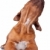 cachorro · cabeça · para · cima - foto stock © feedough