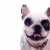francese · bulldog · foto · bianco · faccia - foto d'archivio © feedough