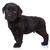 meraklı · siyah · Labrador · labrador · retriever · köpek · yavrusu · ayakta - stok fotoğraf © feedough