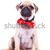  pug puppy dog with red bowtie stock photo © feedough