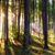 Green forest stock photo © Fesus
