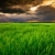 Wheat field stock photo © Fesus