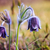 fleur · floraison · printemps · prairie · groupe · Montana - photo stock © Fesus