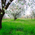 fiore · di · ciliegio · bella · fioritura · ciliegio · alberi · primavera - foto d'archivio © Fesus