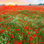 Poppies field at sunset in summer stock photo © Fesus