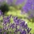 Lavender field stock photo © Fesus