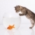 acasă · pisică · aur · peşte · apă · sticlă - imagine de stoc © Fesus