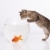 Home cat and a gold fish  stock photo © Fesus