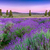 Sunset over a summer lavender field in Tihany, Hungary stock photo © Fesus