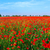 Poppies field meadow in summer stock photo © Fesus
