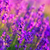 Lavender field in Tihany, Hungary stock photo © Fesus