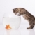 acasă · pisică · aur · peşte · apă · sticlă - imagine de stoc © Fesus