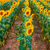 girasole · campo · bella · tramonto · panorama · estate - foto d'archivio © Fesus