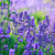 Lavender field in the summer stock photo © Fesus