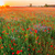 Poppies field at sunset in summer stock photo © Fesus