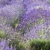 Lavender field stock photo © Fesus
