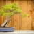 Pomegranate Bonsai Tree Against Wood Fence stock photo © feverpitch
