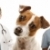Jack · Russell · Terrier · hinter · liebenswert · isoliert · weiß · Lächeln - stock foto © feverpitch