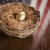 gouden · ei · nest · Amerikaanse · vlag · reflectie · tabel · houten · tafel - stockfoto © feverpitch