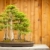 Bald Cypress Bonsai Tree Forest Against Wood Fence stock photo © feverpitch