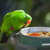 erkek · endonezya · papağan · yeşil · portre - stok fotoğraf © feverpitch
