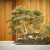 Elm Bonsai Tree Forest Against Wood Fence stock photo © feverpitch