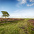 The New Forest stock photo © flotsom