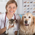 veterinar · clinică · consultare · golden · retriever · câine · pisică - imagine de stoc © fotoedu