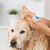 veterinar · clinică · medicul · veterinar · curăţenie · câine - imagine de stoc © fotoedu