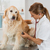 ascultare · câine · veterinar · golden · retriever · clinică - imagine de stoc © fotoedu
