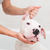 Bath of a dog Dogo Argentino stock photo © fotoedu