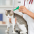 Veterinär- · Klinik · Kätzchen · Katze · Hand · Frauen - stock foto © fotoedu