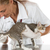veterinario · clínica · gatito · toma · temperatura · gato - foto stock © fotoedu