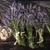 Bunch of lavender flowers stock photo © Fotografiche