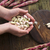 Shell the red beans stock photo © Fotografiche