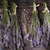 Bunch of lavender flowers stock photo © Fotografiche