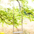 balançar · cordas · grande · árvore · primavera · grama - foto stock © FotoVika