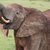 słoń · afrykański · mężczyzna · trawy · spaceru · skóry - zdjęcia stock © fouroaks