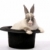 Kaninchen · Streich · cute · bunny · Klettern · heraus - stock foto © fouroaks