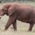 słoń · afrykański · spaceru · duży · mężczyzna · na · zewnątrz · podróży - zdjęcia stock © fouroaks