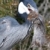 czapla · ptaków · szczur · dziób · trawy · oczy - zdjęcia stock © fouroaks