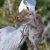 czapla · ptaków · szczur · dziób · trawy - zdjęcia stock © fouroaks
