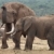 Африканский · слон · огромный · мужчины · путешествия · Африка · парка - Сток-фото © fouroaks