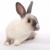bunny · iepure · drăguţ · gri · alb · primăvară - imagine de stoc © fouroaks
