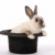 tavşan · hile · sevimli · tavşan · tırmanma · dışarı - stok fotoğraf © fouroaks