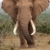 African Elephant Bull stock photo © fouroaks