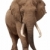 African Elephant Isolated on White stock photo © fouroaks