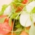 Sałatka · Fotografia · rakietowe · mozzarella · żywności - zdjęcia stock © Francesco83